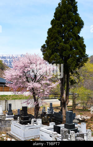 Et pine tree cerisier japonais en fleurs sur un stand cimetière traditionnel dans la campagne japonaise. Banque D'Images