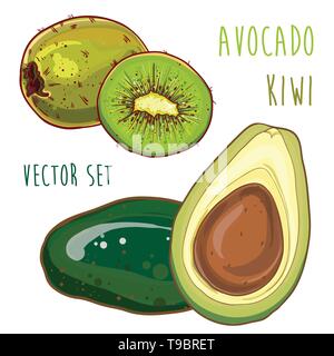 Vector illustration colorée de juteux frais d'avocat et de kiwi. Set pour la conception avec des fruits. eps 10 Illustration de Vecteur