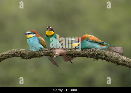 Fight Club, lutte entre mangeurs d'abeilles d'Europe (Merops apiaster) Banque D'Images