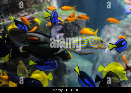 Dory le poisson chirurgien Palette ou gros plan à l'intérieur des récifs coralliens dans le bleu aquarium. Banque D'Images