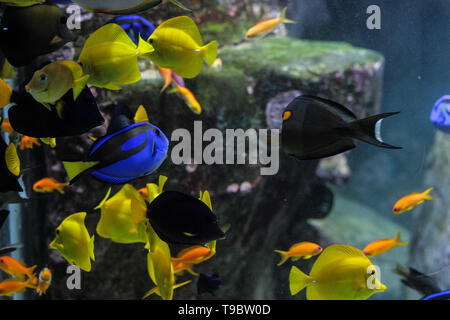 Dory le poisson chirurgien Palette ou gros plan à l'intérieur des récifs coralliens dans le bleu aquarium. Banque D'Images