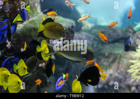 Dory le poisson chirurgien Palette ou gros plan à l'intérieur des récifs coralliens de l'aquarium bleu Banque D'Images