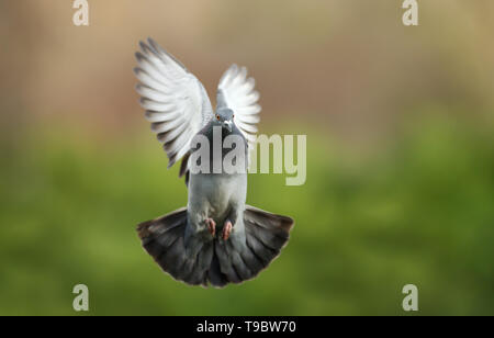 Close up d'un pigeon (Columba livia domestica) en vol. Banque D'Images