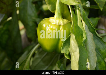 Poivron vert poussant sur une plante dans un jardin en une journée ensoleillée d'été. Banque D'Images