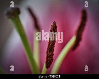 Fleur de lys rose close up - Lilium sp. 06 Banque D'Images