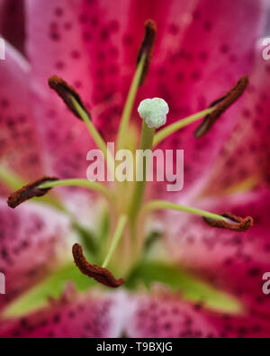 Fleur de lys rose close up - Lilium sp. 04 Banque D'Images