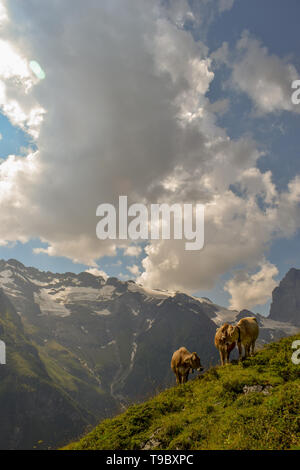 Trois vaches à flanc de montagne Banque D'Images