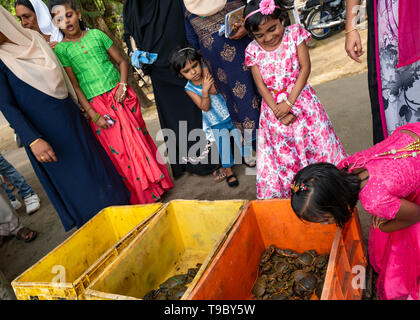 Vue horizontale d'enfants se tortiller sur le marché aux poissons de fort Kochi, Inde. Banque D'Images