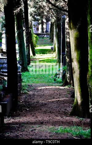 Un chemin parmi l'herbe et de grands arbres dans un étroit passage entre les tombes Banque D'Images