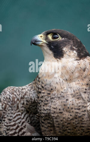 Peregreen faucon, oiseau de proie, photographié dans les montagnes du Drakensberg près de Cathkin Peak, Kwazulu Natal, Afrique du Sud Banque D'Images