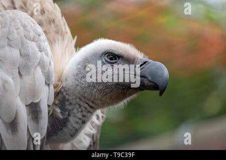 Le vautour fauve, grand raptor indigènes de la région, photographié dans les montagnes du Drakensberg près de Cathkin Peak, Kwazulu Natal, Afrique du Sud Banque D'Images