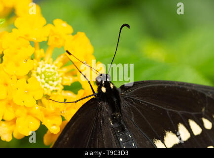 D'un gros plan sur un Swallowtail noir fleur Lantana jaune Banque D'Images