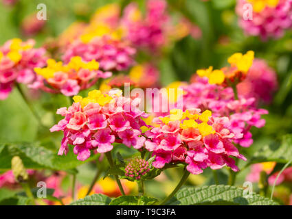 Les chambres lumineuses et colorées de grappes de fleurs Lantana Banque D'Images