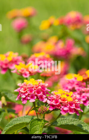 Lantana en fleurs fleurs de couleurs vives en été Banque D'Images