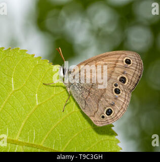 Peu de bois papillon satyre reposant sur une feuille Banque D'Images