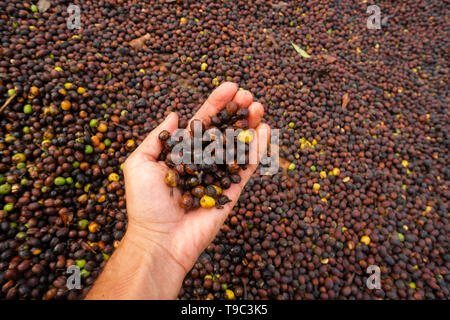 Le séchage des grains de café sur une ferme brésilienne Banque D'Images