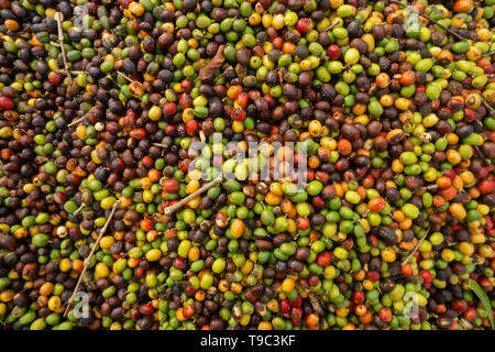 Le séchage des grains de café sur une ferme brésilienne Banque D'Images