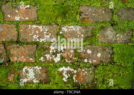 Parquet ancien en briques avec Moss et croissance lychen Banque D'Images