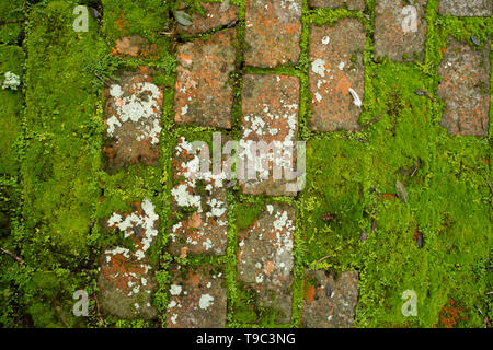 Parquet ancien en briques avec Moss et croissance lychen Banque D'Images