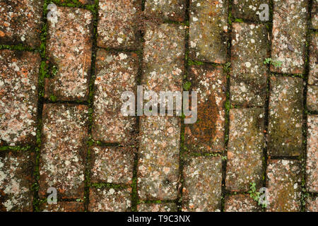 Parquet ancien en briques avec Moss et croissance lychen Banque D'Images