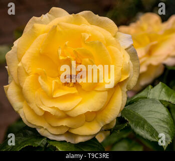 Close up of yellow rosier grimpant - Gold Charm (Chewalbygold) Banque D'Images