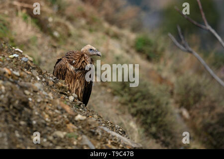 Himalayan griffon vulture vautour est un vieux monde dans la famille Accipitridae. Cette espèce se trouve le long de l'Himalaya et les plat tibétain Banque D'Images