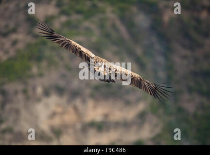 Himalayan griffon vulture vautour est un vieux monde dans la famille Accipitridae. Cette espèce se trouve le long de l'Himalaya et les plat tibétain Banque D'Images