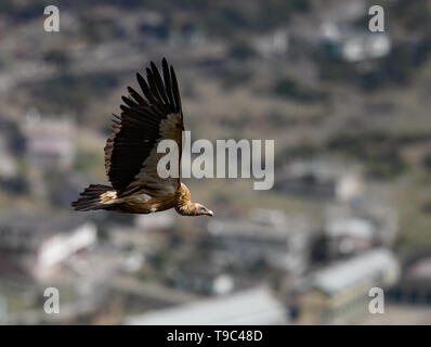 Himalayan griffon vulture vautour est un vieux monde dans la famille Accipitridae. Cette espèce se trouve le long de l'Himalaya et les plat tibétain Banque D'Images