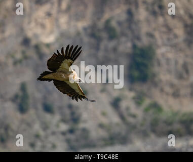 Himalayan griffon vulture vautour est un vieux monde dans la famille Accipitridae. Cette espèce se trouve le long de l'Himalaya et les plat tibétain Banque D'Images