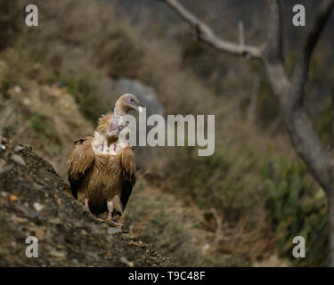 Himalayan griffon vulture vautour est un vieux monde dans la famille Accipitridae. Cette espèce se trouve le long de l'Himalaya et les plat tibétain Banque D'Images