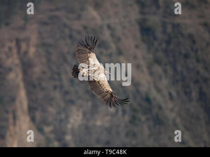 Himalayan griffon vulture vautour est un vieux monde dans la famille Accipitridae. Cette espèce se trouve le long de l'Himalaya et les plat tibétain Banque D'Images