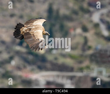 Himalayan griffon vulture vautour est un vieux monde dans la famille Accipitridae. Cette espèce se trouve le long de l'Himalaya et les plat tibétain Banque D'Images