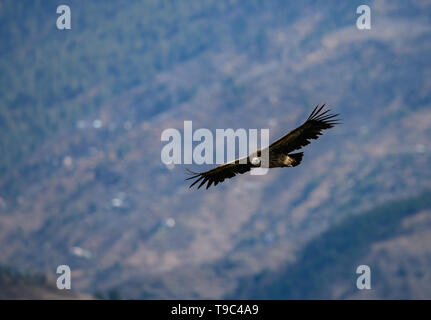 Himalayan griffon vulture vautour est un vieux monde dans la famille Accipitridae. Cette espèce se trouve le long de l'Himalaya et les plat tibétain Banque D'Images