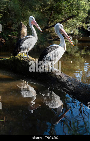 Amis de Pelican reposant sur le journal, donnant de belles réflexions sur l'eau. Banque D'Images