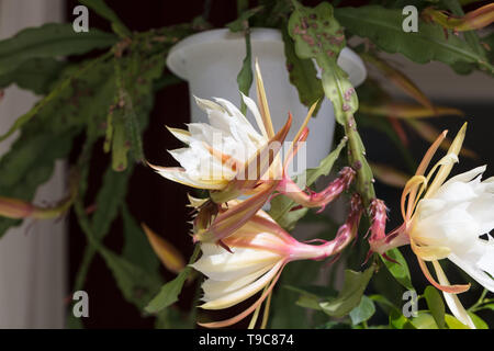 Philippe Soulier 'Feuille', Bladkaktus (Cactus Epiphyllum hybride) Banque D'Images