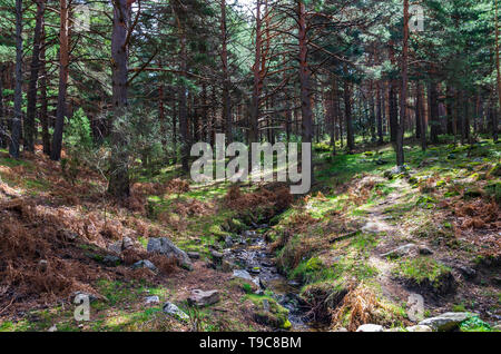 Paysage d'une forêt de pins avec une petite rivière qui traverse entre les arbres Banque D'Images