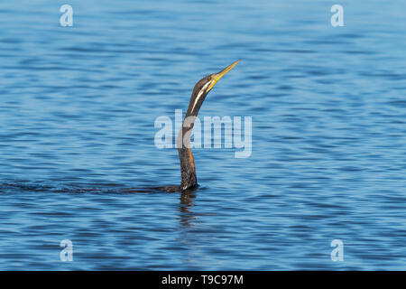 Un vert (Anhinga novaehollandiae) Natation au lac Bouvier à Perth, Australie occidentale. Son action de nage a été comparé à celui d'un serpent. Banque D'Images