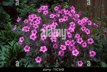 GERANIUM MADERENSE GÉANT CONNU SOUS LE NOM DE HERB-ROBERT géranium sanguin ou de Madère. Banque D'Images