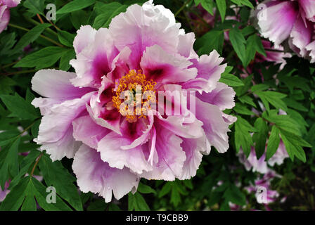 Les fleurs blanc-magenta sur la brousse, feuilles vert tendre l'arrière-plan flou Banque D'Images