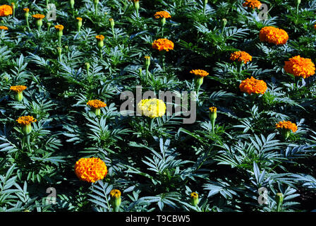 Tagetes erecta tagètes glade jaune et orange fleurs et bourgeons croissant sur fond de feuilles vert foncé Banque D'Images