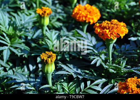 Tagetes erecta tagètes glade fleurs et bourgeons croissant sur fond de feuilles vert foncé Banque D'Images