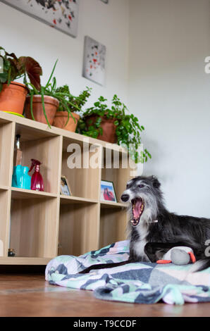 Le bâillement de chien à l'intérieur d'une chambre située dans un lit de chien Banque D'Images