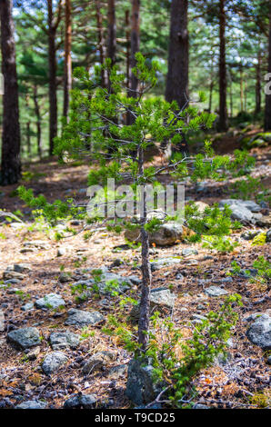 Les jeunes arbres de pin entre les rochers de la forêt de pins au printemps Banque D'Images