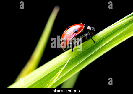 Belle coccinelle on Green grass blade. Sur fond noir isolé. Banque D'Images