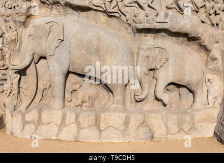 Détail des éléphants à la pénitence d'Arjuna (Descente du Gange) soulagement, Mahabalipuram (Mamallapuram), Inde Banque D'Images