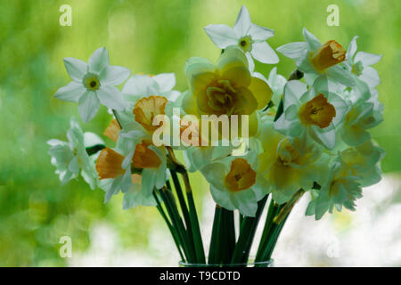 Un bouquet de fleurs sur un fond clair. Narcisse blanc dans un vase. Cadeau de fleur concept. Place pour votre texte. Composition minimale. Vue depuis Banque D'Images