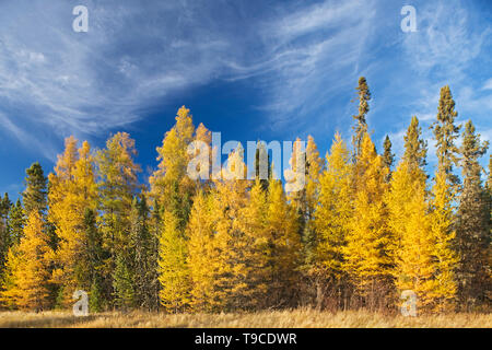 La forêt boréale de l'épinette noire (Picea mariana) et de l'Est / mélèze le mélèze (Larix laricina) en automne couleur Ear Falls Ontario Canada Banque D'Images