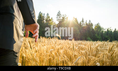 Vue arrière de l'homme en costume élégant debout dans le mûrissement du blé d'or sur champ de toucher un épi de usine de céréales avec sa main dans la belle nature avec Banque D'Images