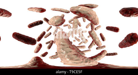 Les bactéries entérobactéries, illustration Banque D'Images