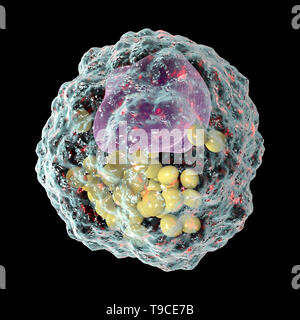 Macrophage cellule mousse, illustration Banque D'Images